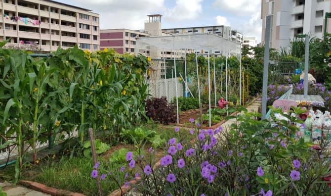 Growing Vegetables on a Supermarket Roof