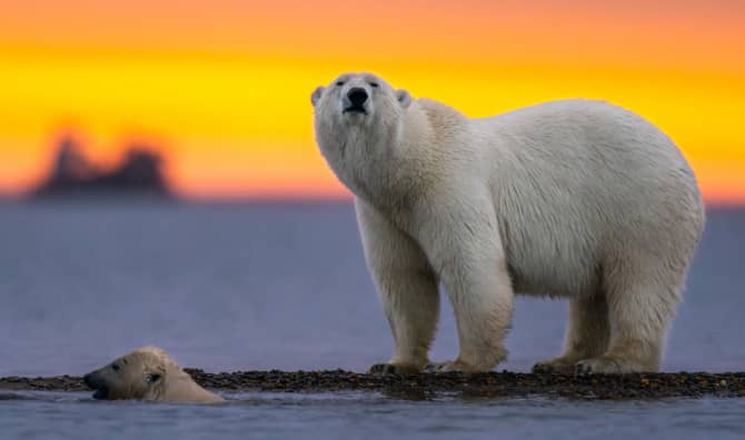 Exploring Remarkably Resilient Polar Bears