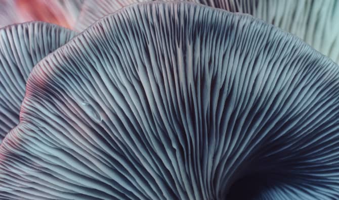 Meet Seafood Made From Mushrooms