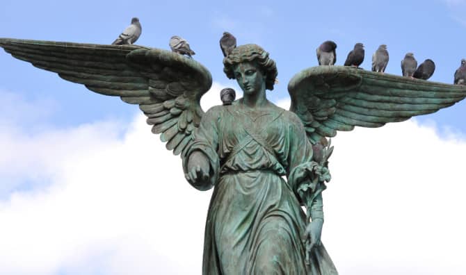 This City is Pigeon Proof!