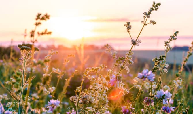 7 Wildflowers That Promote Wellness
