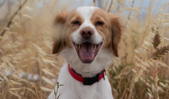 This Dog Became a Symbol of Love Across the World