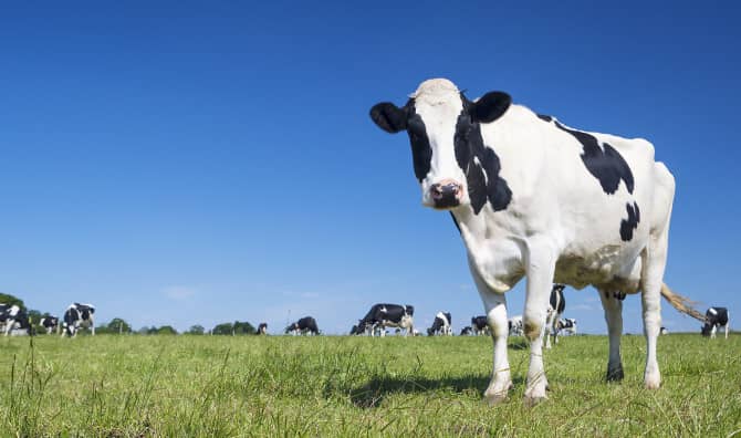 This Aquatic Super Plant Could Change how Cows are Fed