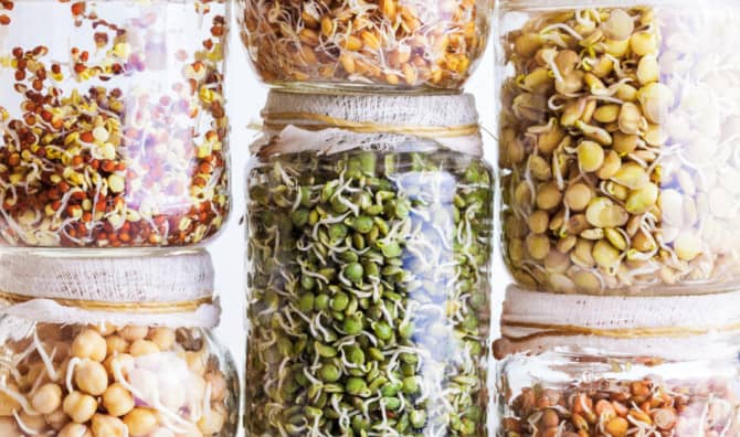 DIY Sprouting Seeds for Wellness