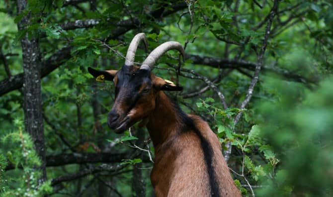 Herds Help Keep Fires Under Control