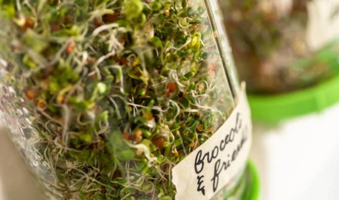 5 Easy Beans and Seeds to Sprout