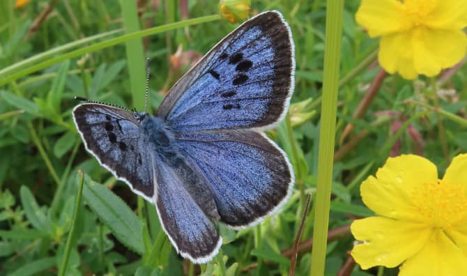The Large Blue Butterfly is Back