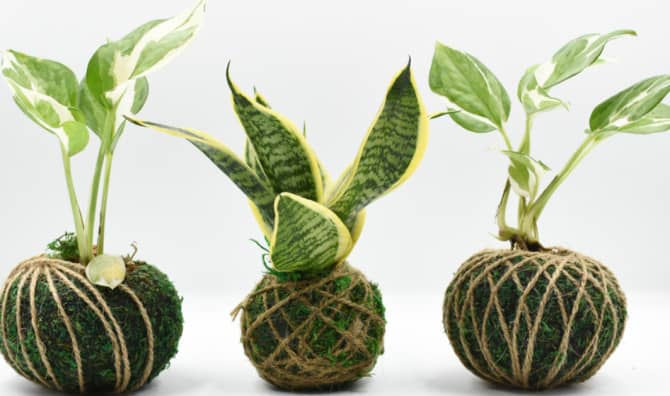 Enjoy the Indoor Art of Kokedama Gardening