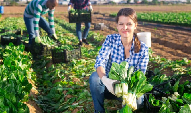 Volunteer Gleaners Harvest Crops That Would go Unused