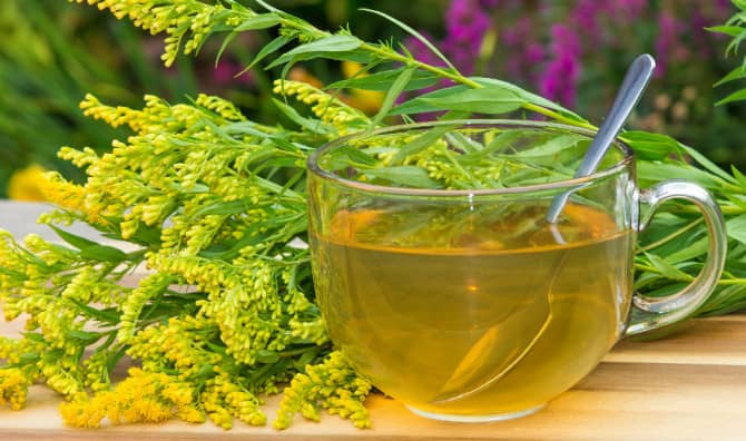 7 Wellness Benefits of Goldenrod to Try