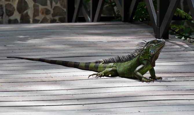 This New Bridge Lets Reptiles Cross the Busy Highway Safely