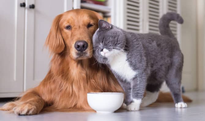 7 Life Lessons to Learn From Pets