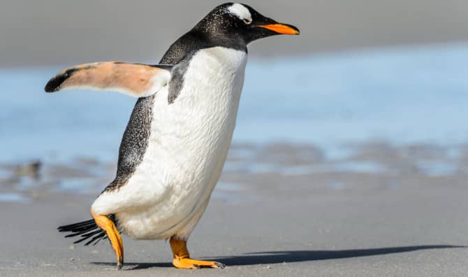 Meet an Adorable Boot-Wearing Penguin