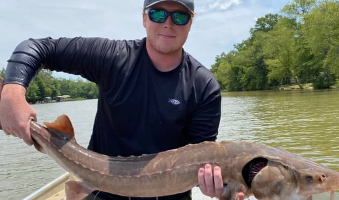 Prehistoric Fish Makes a Comeback