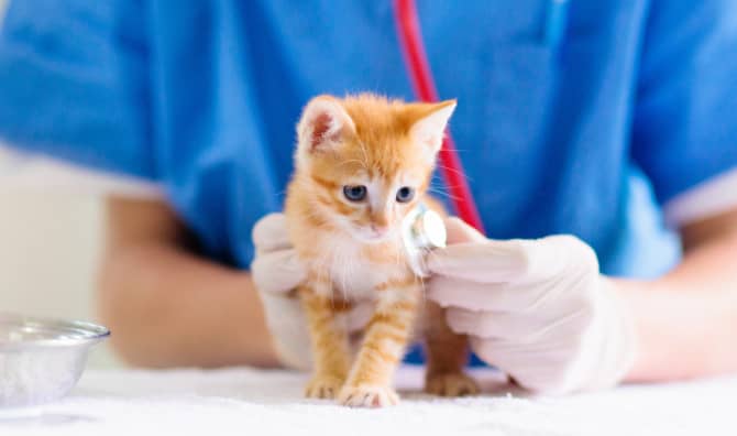 Cute Kitten Inspires new Packaging