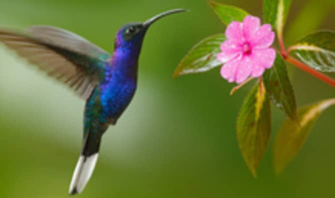 The Spiritual Symbolism of the Hummingbird