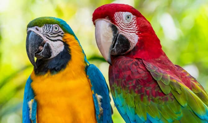 ‘Operation Noah’s Ark’ Helps Hundreds of Parrots
