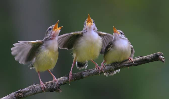 New Research Shows Birdsong Can Keep You Feeling Chirpy!