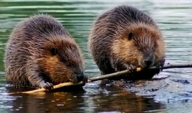 New Study Shows That Beavers Create Cleaner Rivers