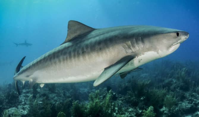 Sharks Reveal World’s Largest Seagrass Meadow