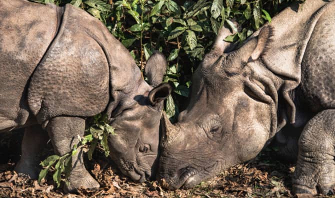 Celebrating a Recent Rhino Baby Boom