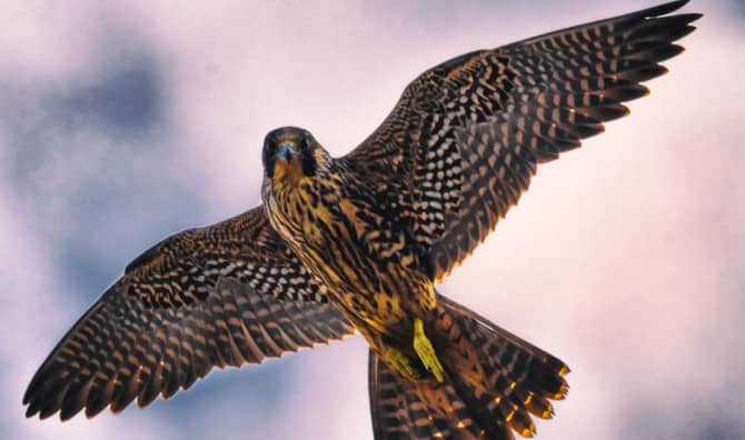 New Robotic Falcon Scares Birds Out of the Way of Planes