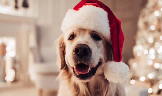Irresistible Holiday Gifts for Dog Lovers