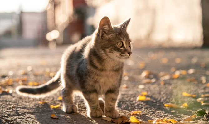 Cat Travels 280 Miles to Return to her Family