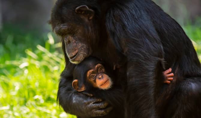 New Study Shows that Chimpanzees Share Experiences