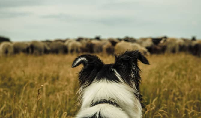 Boss the Sheepdog Cannot be Stopped