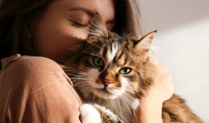 Sweet and Cuddly Cat Finally Finds Forever Family