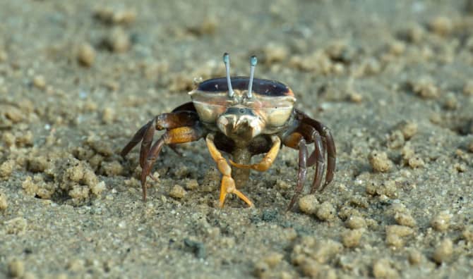 New Amphibious Camera Takes Its Inspiration From Nature