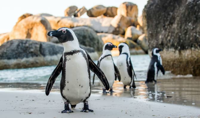 New Penguin Colony Discovered From Space