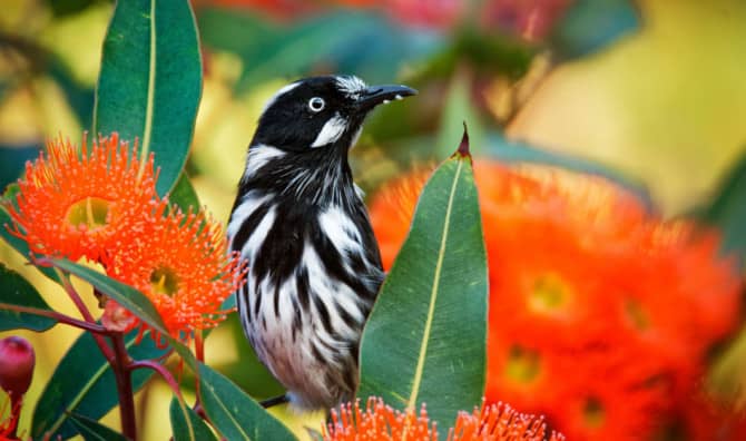 Bird Calling is the Newest Competition Down Under