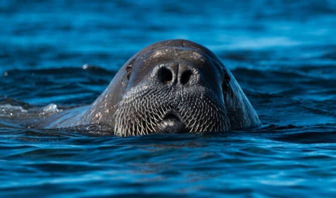 The Arrival of a Wandering Walrus Causes a Splash