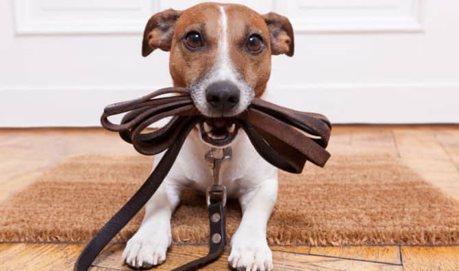 Alaska’s ‘Puppy Bus’ is a Social Media Sensation