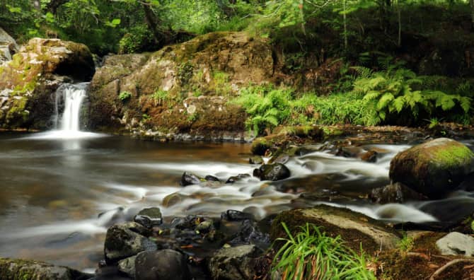 These Lost Rainforests are Making a Comeback