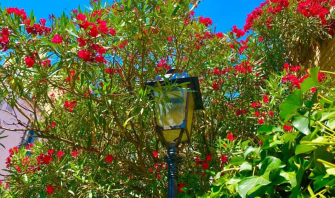 Bringing Blooms Back to Birmingham