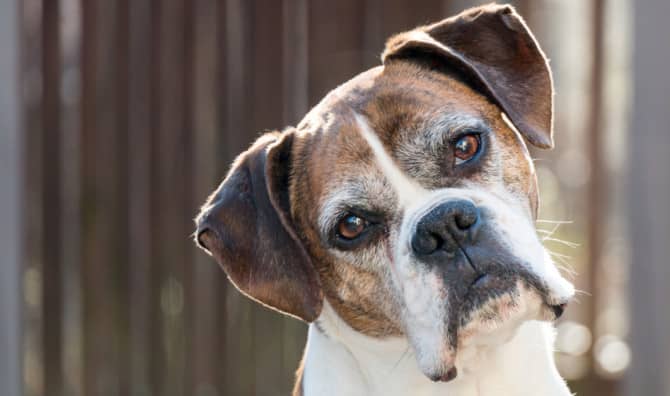 Big-Hearted Couple Bring Joy to Senior Dogs