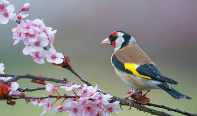 This Artist Designs Stunning Portraits of Birds from Foraged Materials