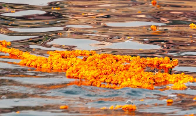 Flower Power is on the Rise Again