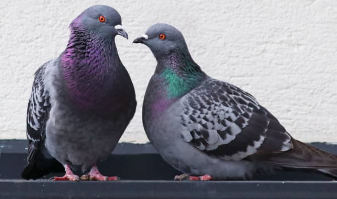 Study Finds That Pigeons May Be as Smart as AI