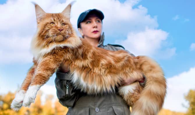 Finn the Cat is Breaking Records With His Enormous Size