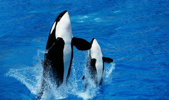 Orca Mothers Sacrifice to Make Sure their Sons Have a Good Life
