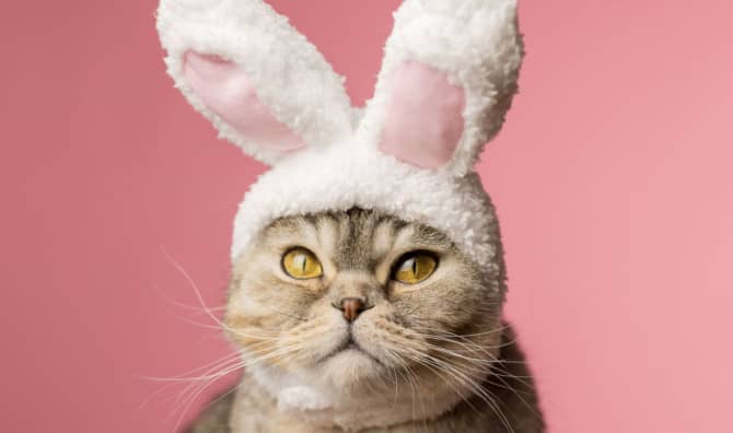 Crash, the One-Eyed Cat, Chosen as 2023’s Cadbury Bunny