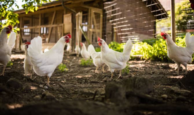Regenerative Farms Foster a Connection to Nature