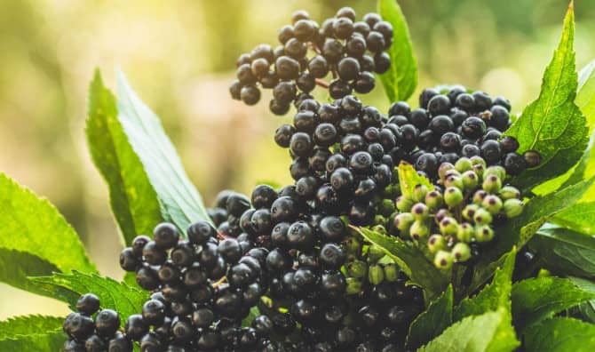 Enjoy 5 Benefits of Elderberry