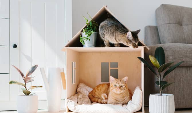 Retirement Village Where Cats Live out Their Golden Years in Style