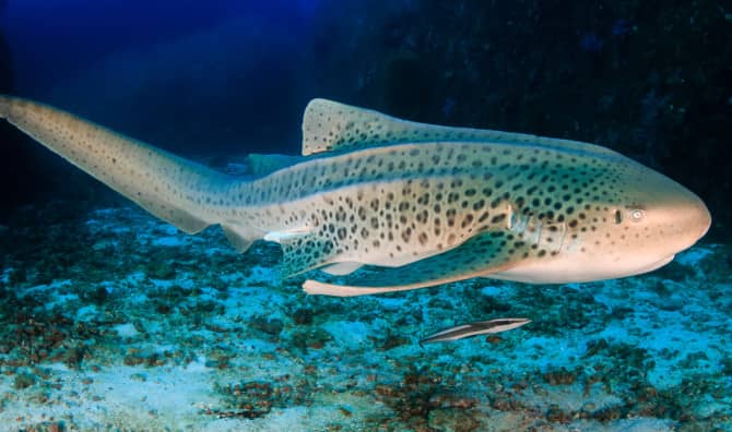 New Initiative Brings Hope for Baby Sharks in Indonesia