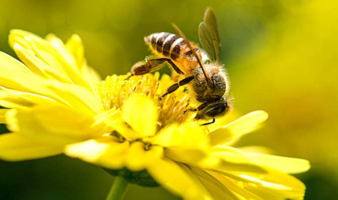 Do You Know These Fun Facts About Bees? [Quiz]